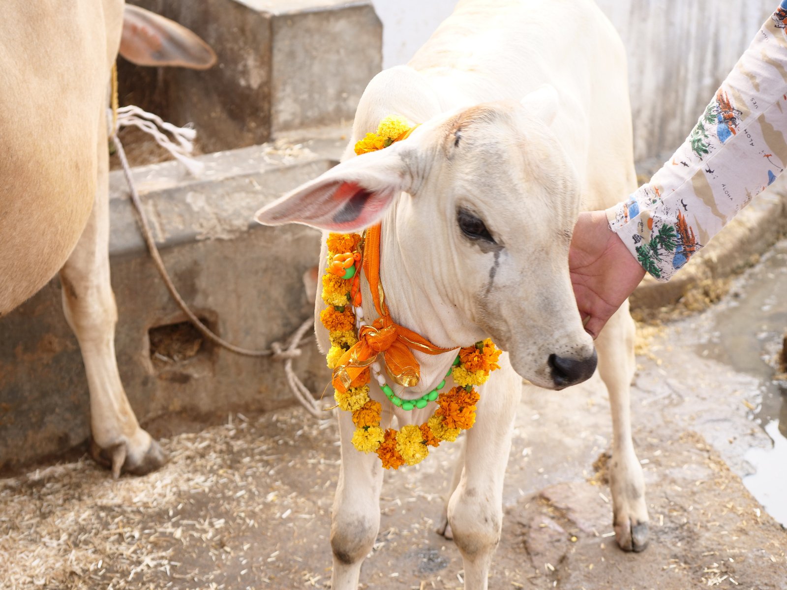  111 Gopashtami Radha kunda Govardhan 19.11.04